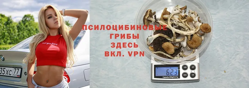 Псилоцибиновые грибы Psilocybe  где купить наркоту  Курчалой 